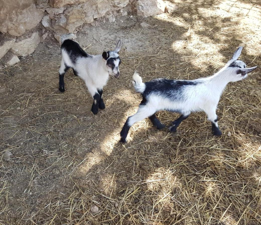 רוברטו Appartamenti Camere Masi Brenta מראה חיצוני תמונה