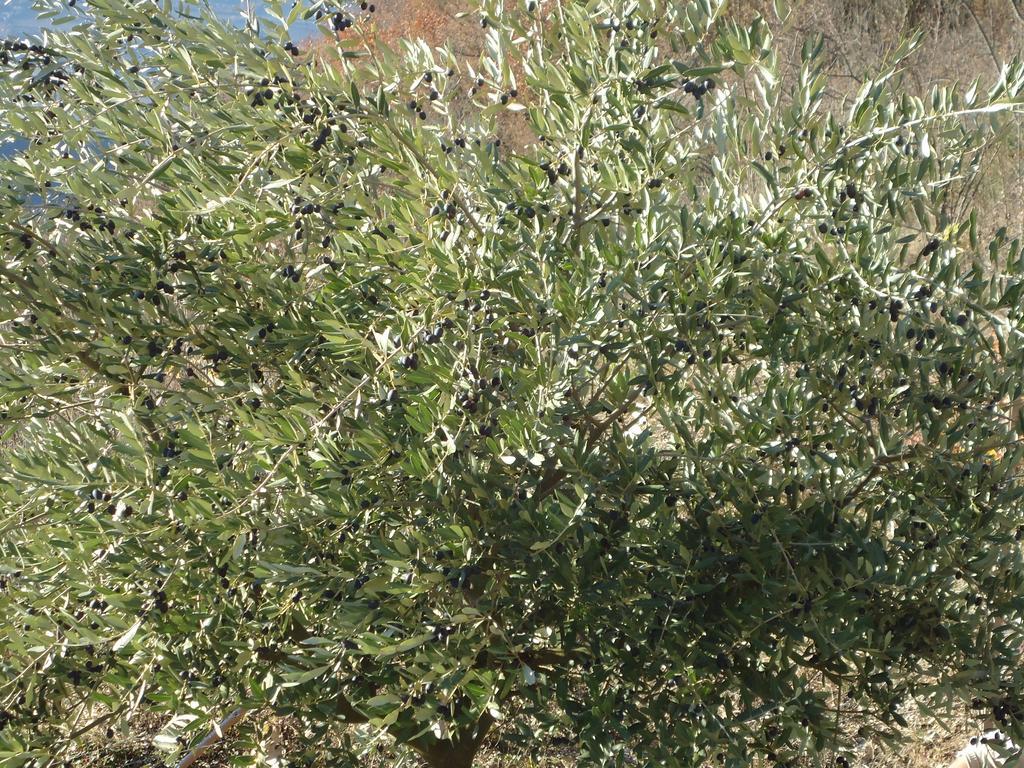 רוברטו Appartamenti Camere Masi Brenta מראה חיצוני תמונה